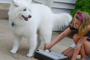 Lapoma za pse - kako odabrati? Lapoma za pse - kako odabrati?